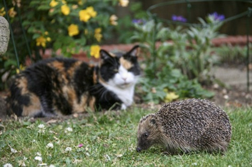 英国刺猬吃成胖墩：被强制减肥样子萌翻天